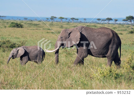大象 動物 熱帶大草原 953232