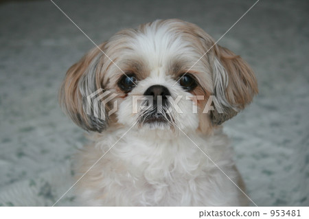 西施（前） 953481