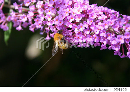 蜜蜂和Buttrea 954196