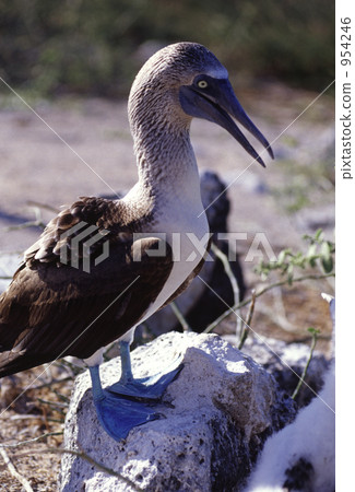 藍腳鰹鳥 鳥媽媽 加拉帕戈斯群島 954246