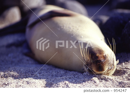 sea lion, seal, sealion 954247
