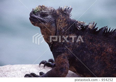 鬣蜥蜴 海鬣蜥 加拉帕戈斯群島 954252