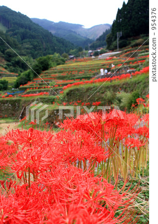 Cluster amaryllis 954376