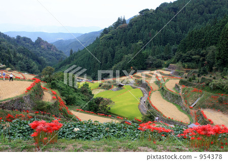 融化的水稻梯田 954378