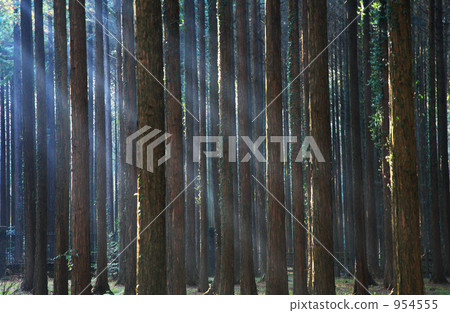 樹木通過太陽 954555