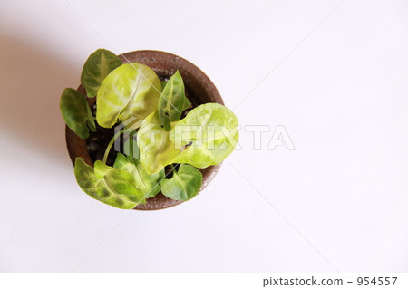 室內盆栽 觀葉植物 房屋 954557