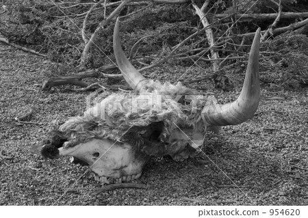 腐敗的荒野 954620