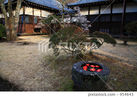 筑波和山茶花在寺廟 954643