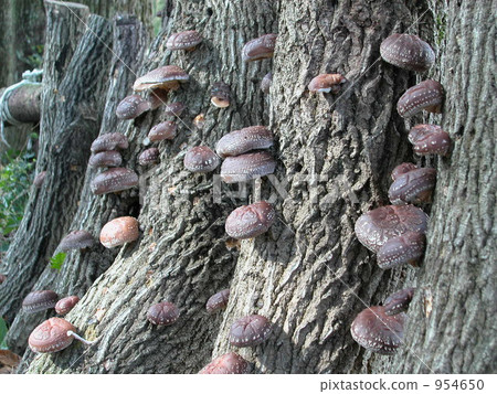 An image of a lot of shiitake mushrooms that are cultivating logs in the mountains 954650
