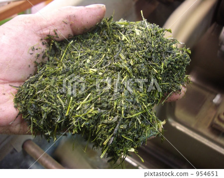 在新的茶生產期間的粗糙的茶 在新的茶生產期間的粗糙的茶 954651