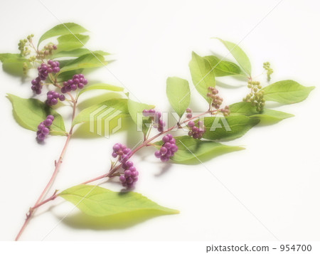 Murasakikibu Murasakikibu 954700