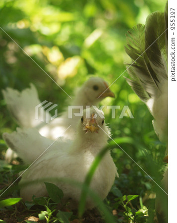 Katsura Chabo Katsura Chabo 955197