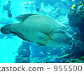 Napoleonic fish 955500