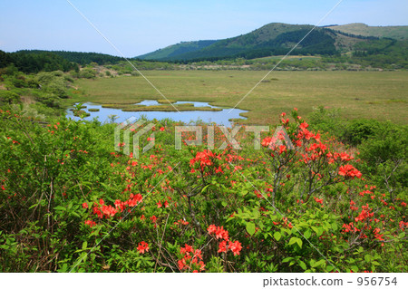 Hachijigahara Marsh and Lentil Azalea Hachijigahara Marsh and Lentil Azalea 956754