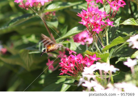 Hoshi hojak餐 957069