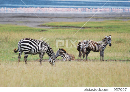斑馬 動物 熱帶大草原 957097