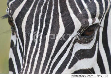 斑馬 動物 舉起 957098