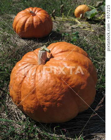 巨型南瓜 957225