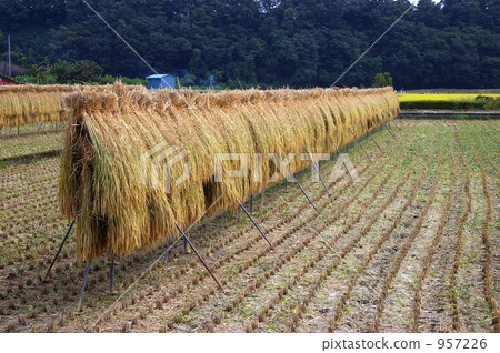 金色的秋天 957226