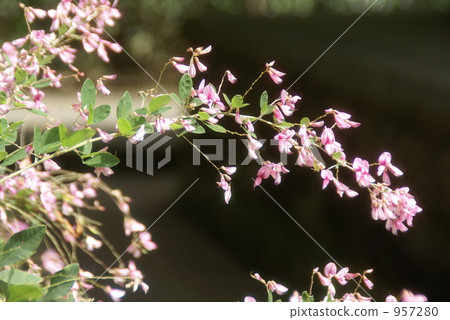 Hagi flower 957280