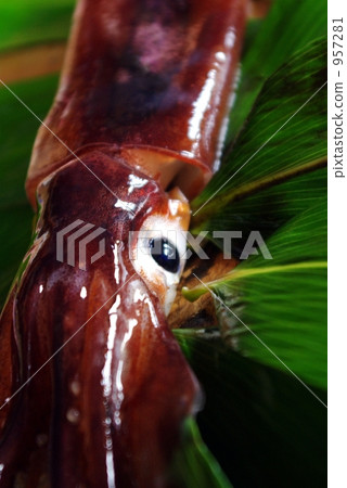 Squid's face 957281