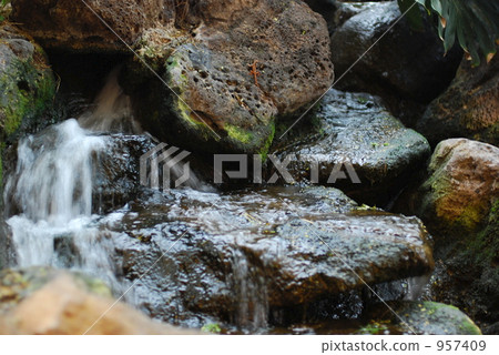 Red lizard Red lizard 957409