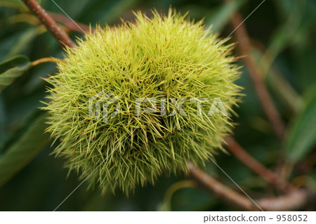 板栗 日本栗 栗子 958052