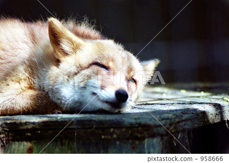 雪淹沒了一隻狐狸 958666