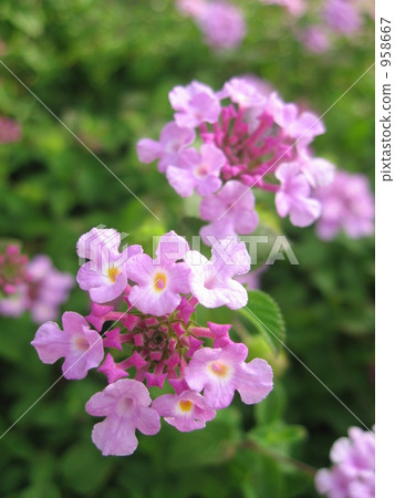 Lantana 958667