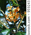 good smell 959243