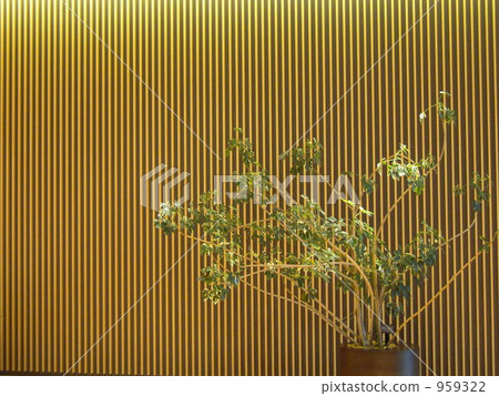 室內盆栽 觀葉植物 顯示器 959322