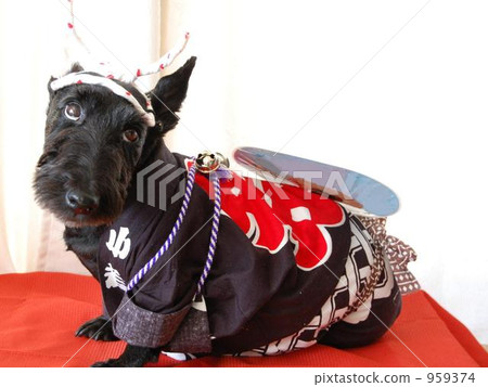 Dog wearing a festival coat ☆ Scottish Terrier Dog wearing a festival coat ☆ Scottish Terrier 959374