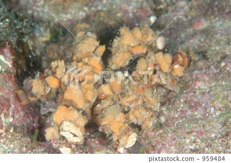crab 959484