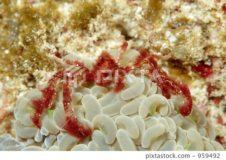 crab 959492