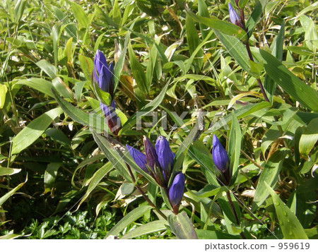 Ezo oyama gentian 959619