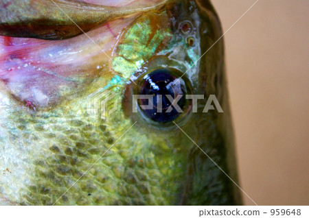 Stock Photo: black bass, eyes, non-native fish species