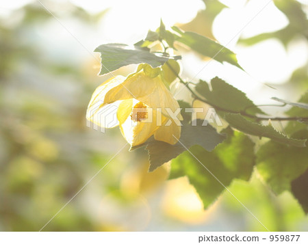 abutilon, bloom, blossom 959877