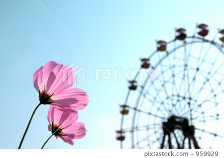 Cosmos and Ferris wheel Cosmos and Ferris wheel 959929