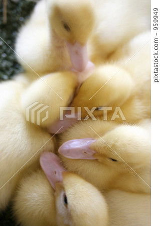 Duck chicks Duck chicks 959949