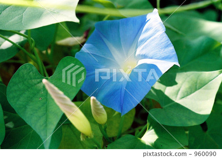 喇叭花 喇叭花 960090