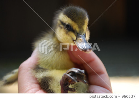 幼鳥 小雞 960537