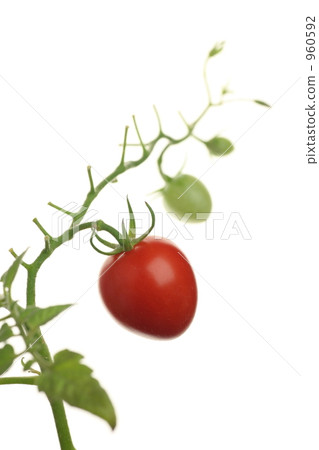 蕃茄 960592