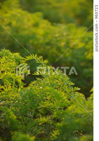 胡蘿蔔田 山脊 960723