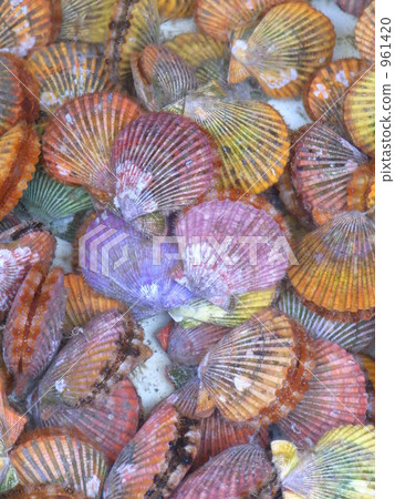 多彩的貝殼 961420