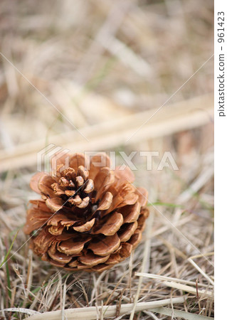Pinecone 961423