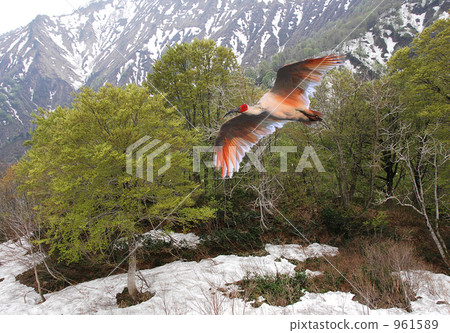 在雪谷中飛舞的耀斑 961589