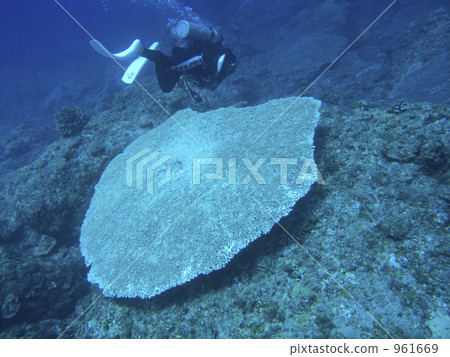 table coral, diver, divers 961669