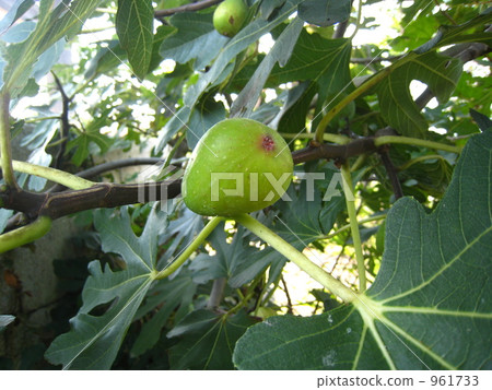 花果 水果 961733