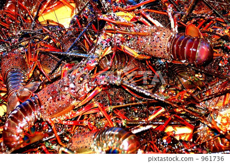 我抓到了一隻活潑的伊勢蝦 961736