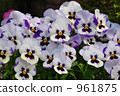 Viola blooms 961875